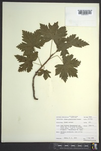 Ribes glandulosum image