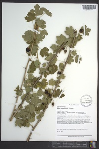 Ribes rotundifolium image