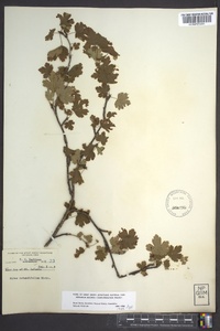 Ribes rotundifolium image