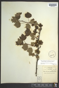 Ribes rotundifolium image