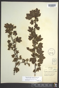 Ribes rotundifolium image