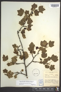 Ribes rotundifolium image