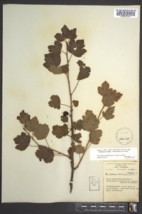 Ribes rotundifolium image