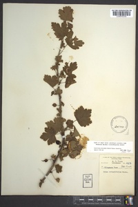 Ribes rotundifolium image