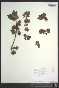 Ribes rotundifolium image