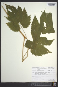 Astilbe biternata image