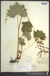 Boykinia aconitifolia image