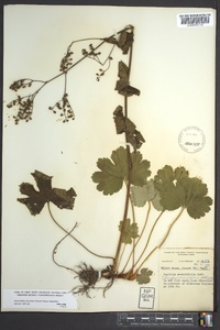 Boykinia aconitifolia image