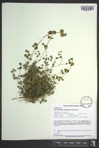 Chrysosplenium americanum image