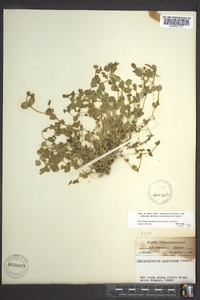 Chrysosplenium americanum image