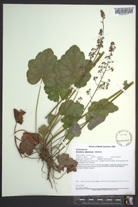 Heuchera americana image