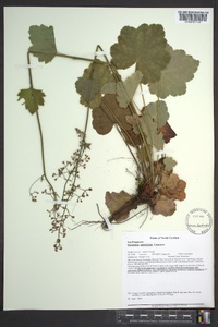 Heuchera americana image