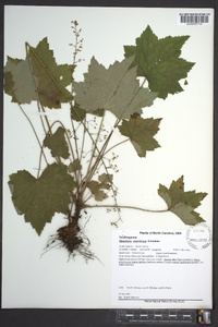 Heuchera americana image