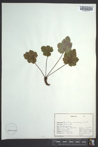 Heuchera americana image