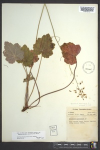 Heuchera americana image