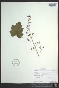 Heuchera longiflora image