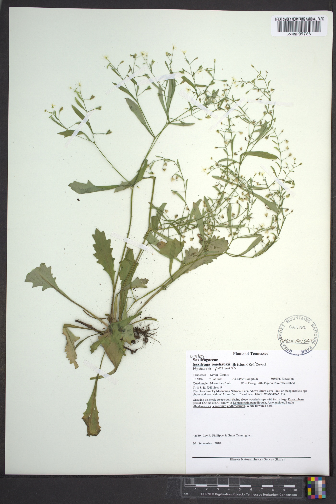 Hydatica petiolaris image