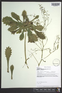 Hydatica petiolaris image