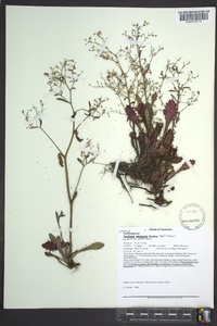 Hydatica petiolaris image