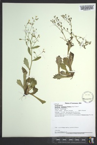 Hydatica petiolaris image