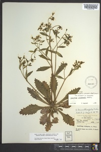 Hydatica petiolaris image