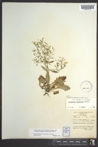 Hydatica petiolaris image