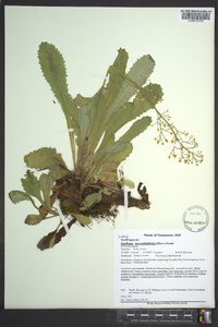 Micranthes micranthidifolia image