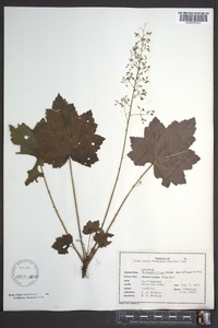 Heuchera villosa image