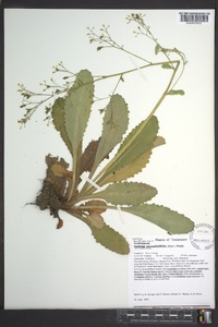 Micranthes micranthidifolia image