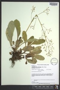 Micranthes micranthidifolia image