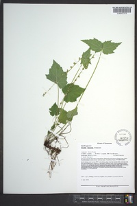 Mitella diphylla image