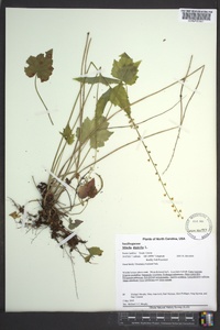 Mitella diphylla image