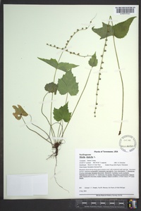 Mitella diphylla image