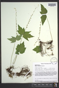 Mitella diphylla image