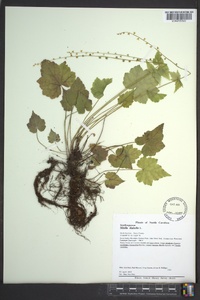 Mitella diphylla image