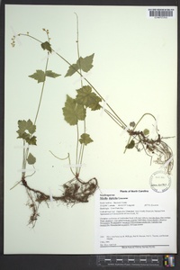 Mitella diphylla image