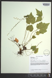 Mitella diphylla image