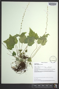 Mitella diphylla image