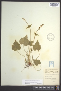 Mitella diphylla image