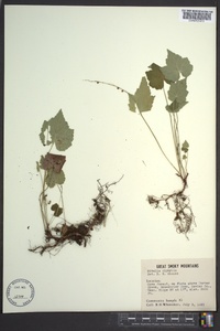 Mitella diphylla image