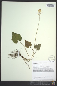 Tiarella cordifolia image