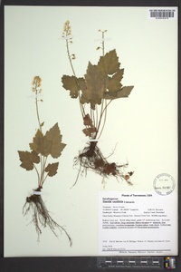 Tiarella cordifolia image