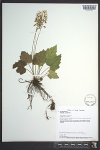 Tiarella cordifolia image