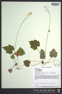 Tiarella cordifolia image