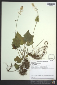 Tiarella cordifolia image