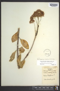 Hylotelephium telephium image