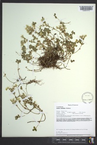 Sedum ternatum image