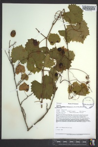 Muscadinia rotundifolia image