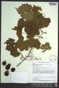 Muscadinia rotundifolia image