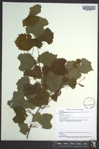 Muscadinia rotundifolia image